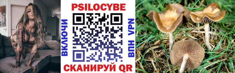 Купить где  Короча  Псилоцибиновые грибы Psilocybe 